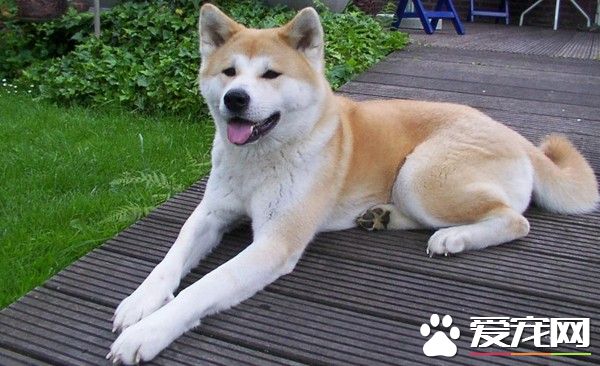 秋田犬沒顧好沖河堤連咬3人 狗狗被抓