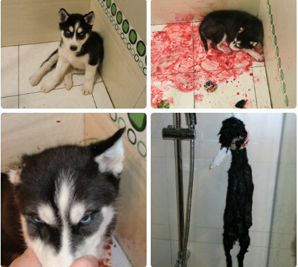 虐狗事件再現網絡 引發眾多網友不滿