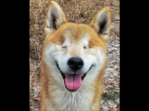 愛犬失去視力變膽小 為重拾自信男子帶它再次踏上旅程
