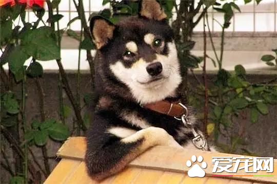 養柴犬的10個理由，99%的人看完都心動了！