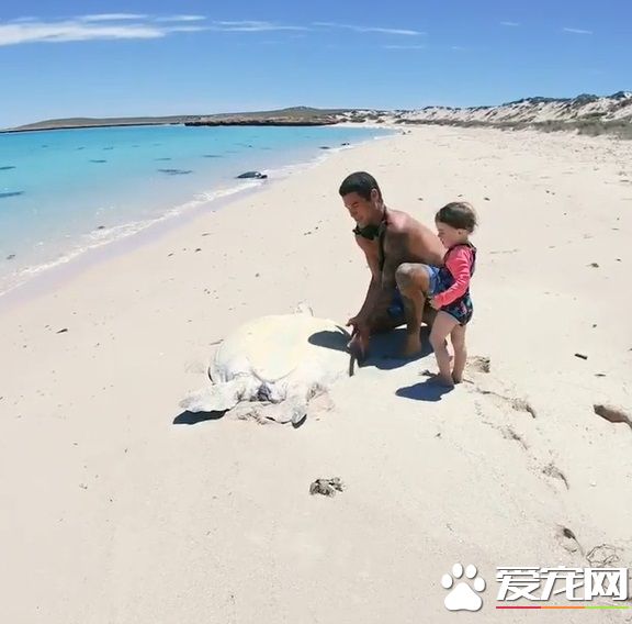 澳洲男子游玩發現受困海龜 暖心就了海龜一命