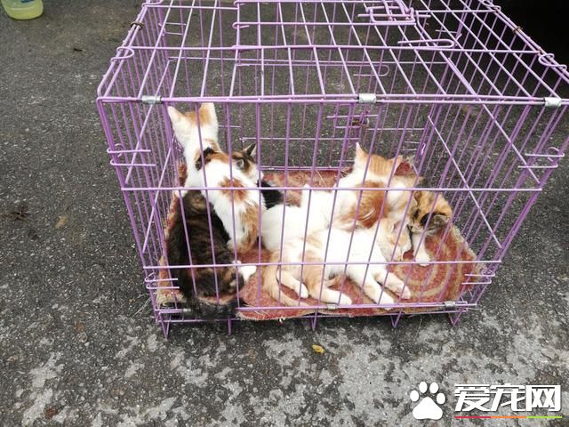 德州寵物大集場走一圈，誰能告訴最后圖片中狗是什么品種？