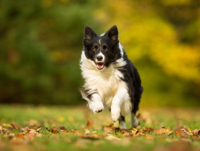 想要養只聽話的狗狗？ 頂級聽話犬種有這幾種