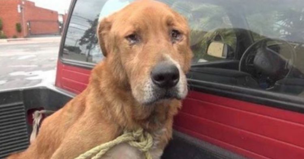 拉拉因為變老被遺棄街道 幸得善良志愿者解救并獲得永遠的家
