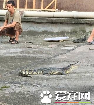 鱷魚從小區五樓掉下 業主飼養鱷魚當<a href=/ target=_blank class=infotextkey>寵物</a>
