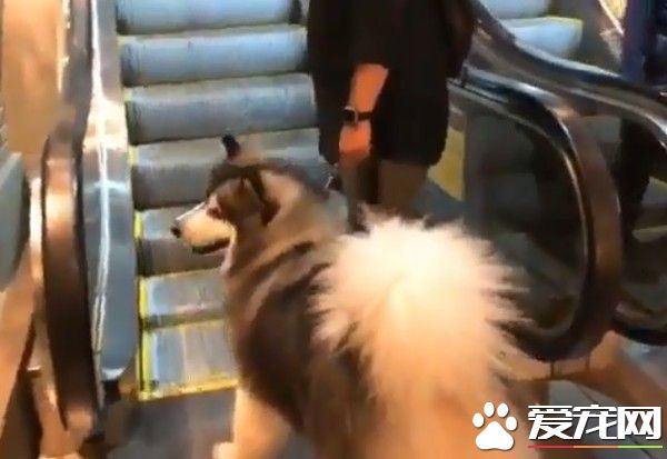 汪嬌喘一聲倒把拔懷里 超可愛反差萌畫面讓人驚呼