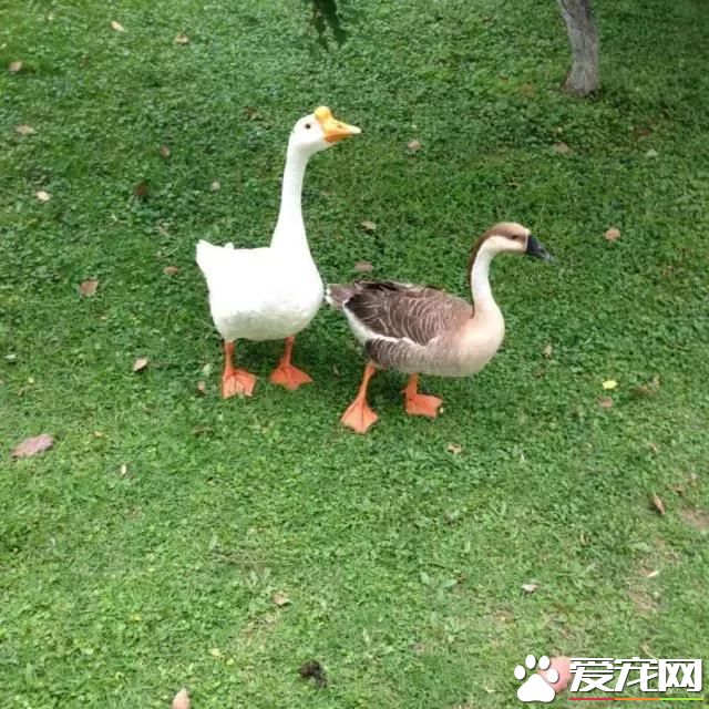 養寵物鵝是一種怎樣的體驗？
