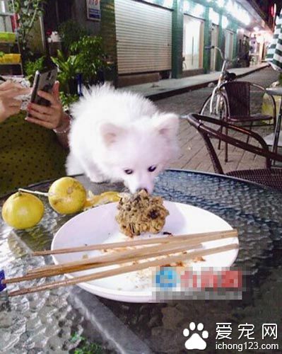 “寶馬女”把博美犬偷偷抱走 寵物犬主人盼能歸還