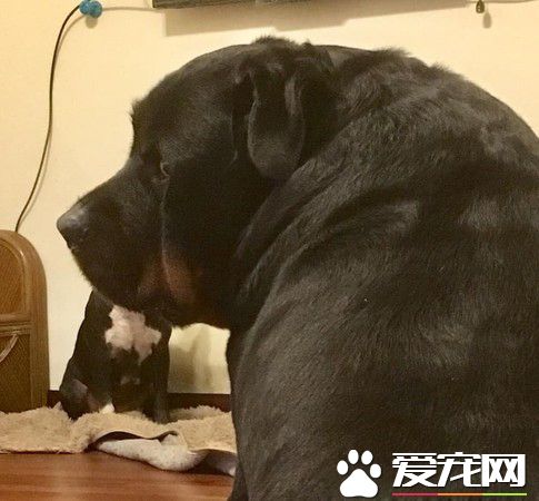 汪陪粉絲等公車 馬麻怎么叫就是酷酷的不肯回頭
