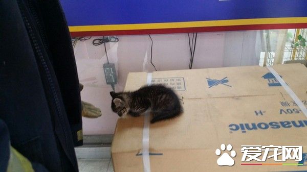 柱子內傳出貓咪叫聲 消防員小心救出受困貓咪