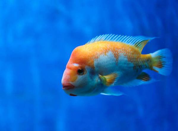 魚的分類
