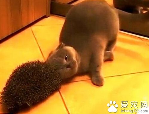 英國短毛貓用刺猬抓癢享受 萌態畢現網絡爆紅