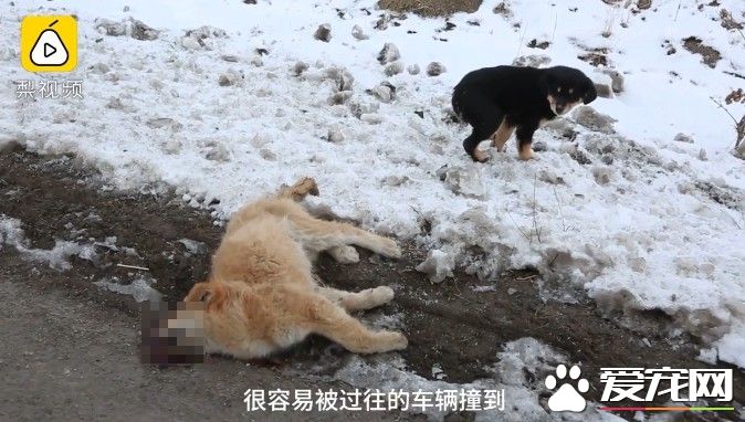小黃狗不慎被車輛撞死 黑狗同伴陪伴久久不肯離去