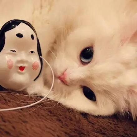 可愛的喵，你就是美麗的白雪公主~