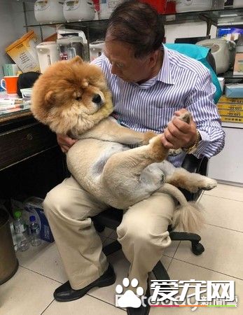 九歲松獅犬因病得福 深得阿公寵愛
