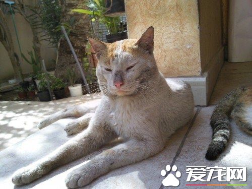 暖心！貓妹妹失蹤一個月 貓哥哥離家出走找回妹妹