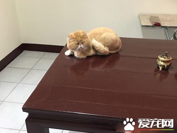 本宮被嚇飛了! 喵星人被地墊嚇到弾飛