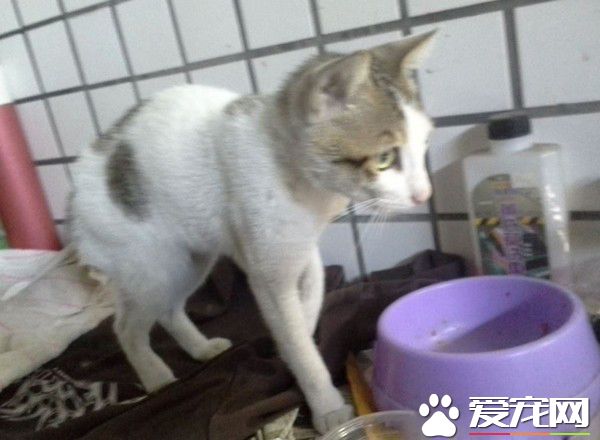 硬闖人家家里要飯 還帶浪朋友來吃霸王餐
