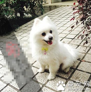 2歲博美犬走丟 婆婆非常傷心愿意現金酬謝歸還者