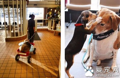 比格犬胖到38公斤是正常體重的3倍 被強制減肥