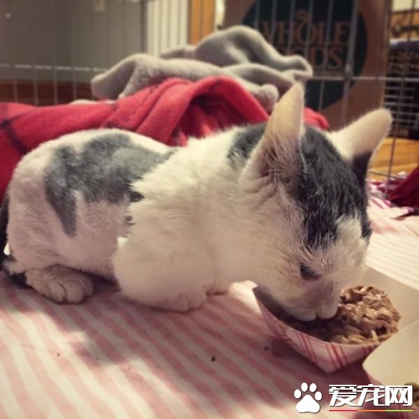 兩歲全盲貓咪身型如二個月小貓 依舊樂觀積極生活