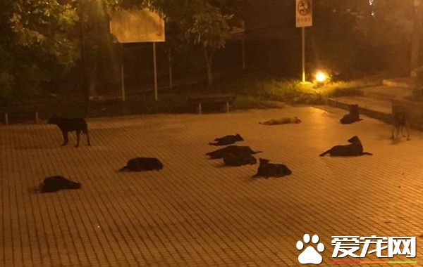 土城線形公園狗狗躺地睡 晚上沒有人敢去