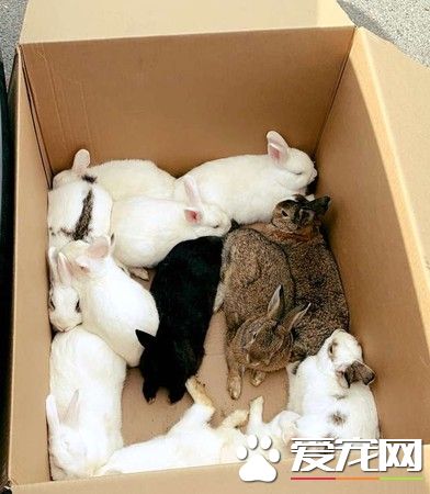 14只實驗用兔被遺棄公園 目前已有好心人愿意領養