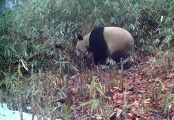 野生熊貓啃食鏡頭 也太可愛了吧