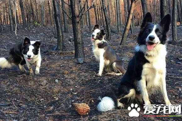 幫助生態復原 帶你見識一種新型態的工作犬