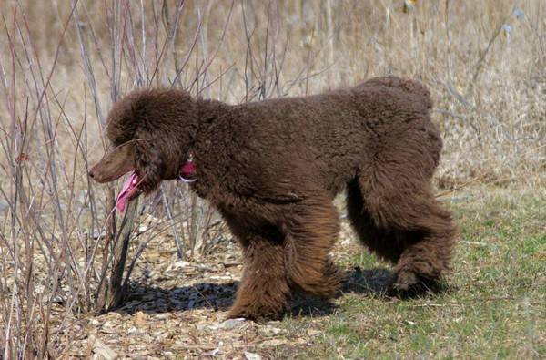 泰迪幼犬喂食標準