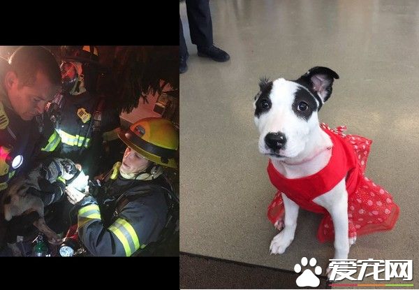 消防員沖火場從死神手中救回狗狗 3個月后狗狗順利康復