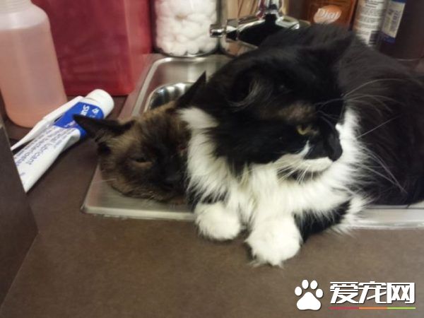 貓兄弟初看醫生爭相躲水槽 模樣超級可憐卻又好笑