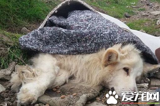 被當垃圾遺棄 可憐牧羊犬奄奄一息