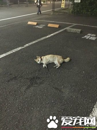 一招讓任性柴柴認輸 神奇讓賴半路不肯動的懶柴起身