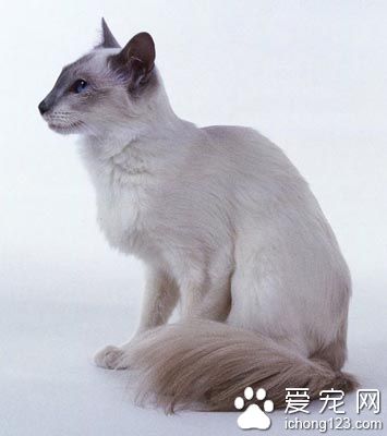 教你認識地球上各品種貓
