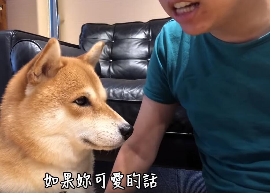 超自戀的柴犬 說不可愛就肉拳攻擊