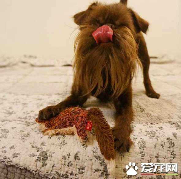 被稱為老公公狗的堅果 長胡子卻成為它受歡迎的標志