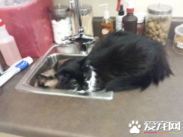 貓兄弟初看醫生爭相躲水槽 模樣超級可憐卻又好笑
