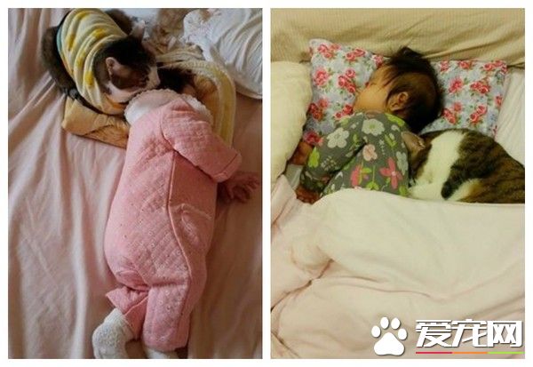 喵星人當哥哥陪伴妹妹睡覺 超溫暖的畫面