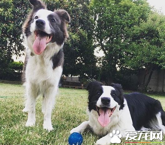 幫助生態復原 帶你見識一種新型態的工作犬