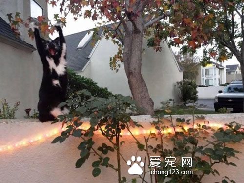 黑白貓因高舉雙手在空中揮舞成為網絡紅貓