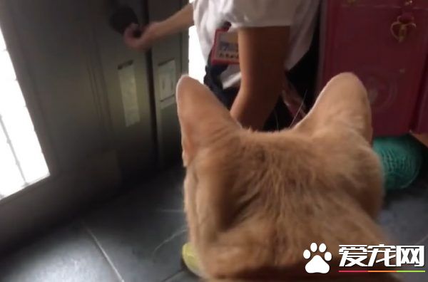 貓咪也愛出去玩 主人出門上課必須過貓咪的阻擋關卡