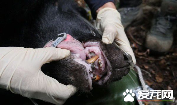 母熊牙疼無法吞食 兩次求救幸被研究人員發現！