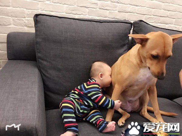 6個月的小主人學會吸<a href=/zhonglei/gou/ target=_blank class=infotextkey>狗</a> 狗狗害羞不已又不敢動