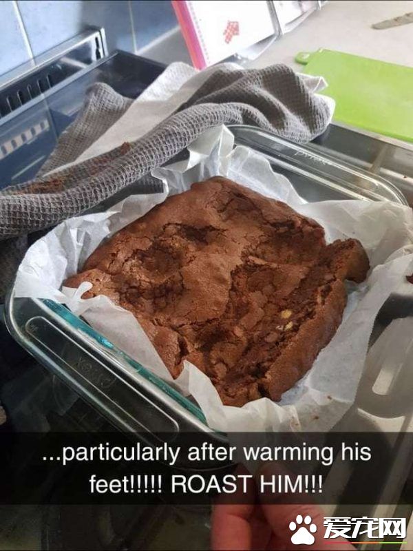 怕冷無毛貓哪里熱熱哪里窩 熱熱的布朗尼遭踩扁