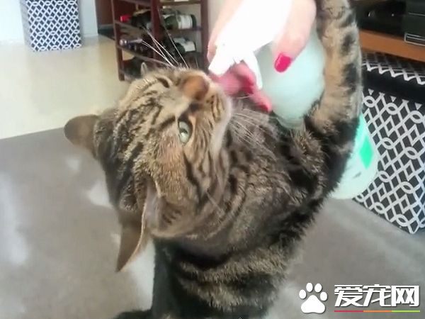 超愛喝水虎斑喵 只要有水就能看見討水喝的身影