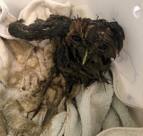 田里有一坨屎竟會動？路人撈起后急送洗 重生后的鳥星人美呆了