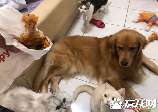 超搞笑！黃金獵犬的拿手絕活每接必漏