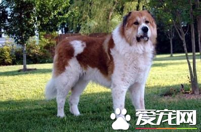 高加索犬