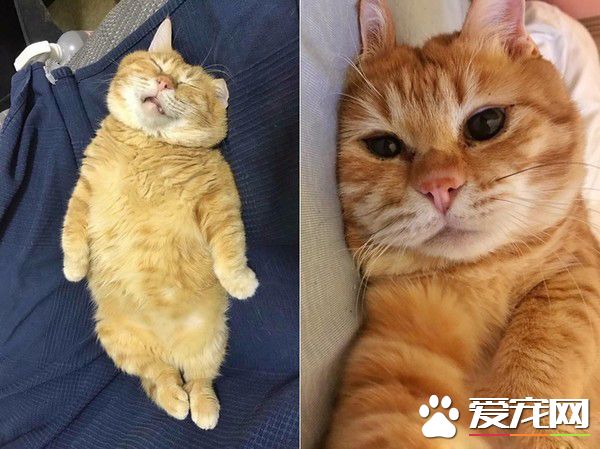 超級貪睡喵星人 睡眠深層到能夠邊睡邊剪指甲